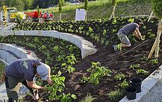 Gartengestaltung, Bepflanzung Böschung / Hang